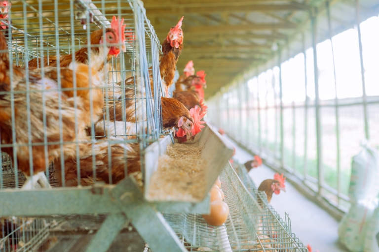 Eggsens African Poultry