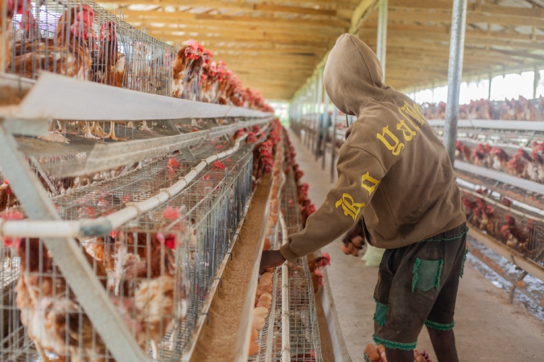 5KGE Farm Attendant Collecting Egg