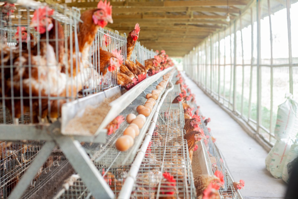 Eggsens A-Type Cage Poultry Farm
